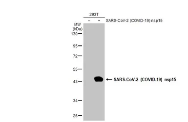 Anti-SARS-CoV-2 (COVID-19) nsp15 antibody used in Western Blot (WB). GTX135738