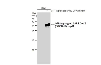 Anti-SARS-CoV-2 (COVID-19) nsp11 antibody used in Western Blot (WB). GTX135742