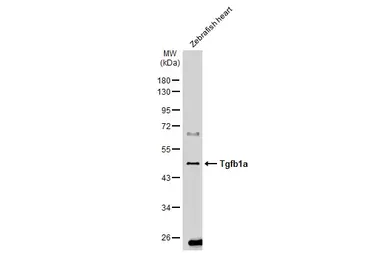 Anti-Tgfb1a antibody used in Western Blot (WB). GTX135755