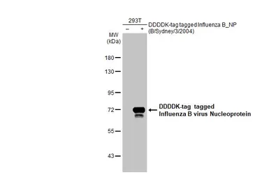 Anti-Influenza B virus Nucleoprotein antibody used in Western Blot (WB). GTX135819
