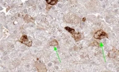 Anti-sRANKL antibody [12A668] used in IHC (Paraffin sections) (IHC-P). GTX13582