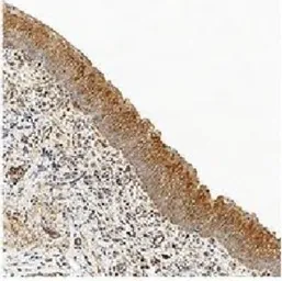 Anti-Caspase 3 antibody [31A1067] used in IHC (Paraffin sections) (IHC-P). GTX13585
