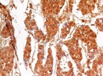 Anti-Caspase 3 antibody [31A1067] used in IHC (Paraffin sections) (IHC-P). GTX13585