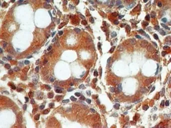 Anti-Caspase 3 antibody [31A1067] used in IHC (Paraffin sections) (IHC-P). GTX13585