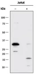 Anti-Caspase 3 antibody [31A1067] used in Western Blot (WB). GTX13585