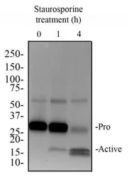 Anti-Caspase 3 antibody [31A1067] used in Western Blot (WB). GTX13585