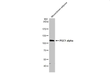 Anti-PGC1 alpha antibody used in Western Blot (WB). GTX135859