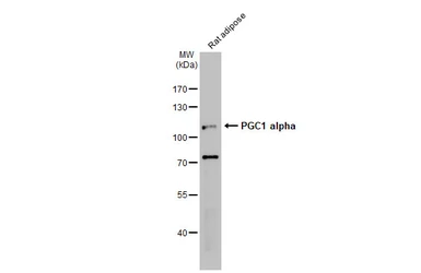 Anti-PGC1 alpha antibody used in Western Blot (WB). GTX135859