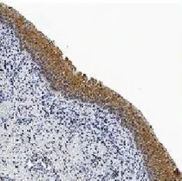 Anti-Caspase 3 antibody [31A893] used in IHC (Paraffin sections) (IHC-P). GTX13586