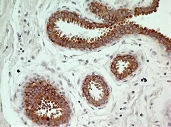 Anti-Caspase 3 antibody [31A893] used in IHC (Paraffin sections) (IHC-P). GTX13586
