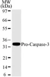 Anti-Caspase 3 antibody [31A893] used in Western Blot (WB). GTX13586