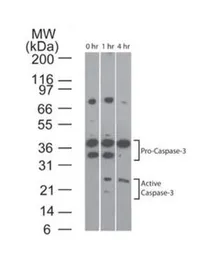 Anti-Caspase 3 antibody [31A893] used in Western Blot (WB). GTX13586