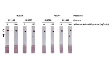 Influenza A virus Nucleoprotein (A/WSN/1933 (H1N1)), DDDDK Tag. GTX135868-pro