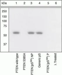 Anti-PTEN (phospho Ser385) antibody used in Western Blot (WB). GTX13590