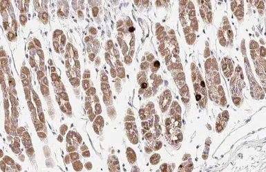 Anti-Ghrelin antibody used in IHC (Paraffin sections) (IHC-P). GTX135930