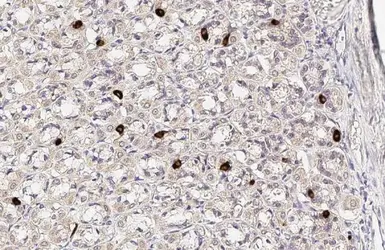 Anti-Ghrelin antibody used in IHC (Paraffin sections) (IHC-P). GTX135930
