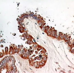 Anti-NFkB p65 antibody [112A1021] used in IHC (Paraffin sections) (IHC-P). GTX13594