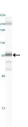 Anti-NFkB p65 antibody [112A1021] used in Western Blot (WB). GTX13594