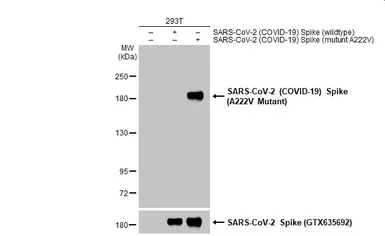Anti-SARS-CoV-2 (COVID-19) Spike (A222V Mutant) antibody used in Western Blot (WB). GTX135960