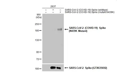 Anti-SARS-CoV-2 (COVID-19) Spike (N439K Mutant) antibody used in Western Blot (WB). GTX135961