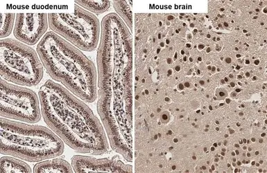 Anti-hnRNP G antibody used in IHC (Paraffin sections) (IHC-P). GTX135993