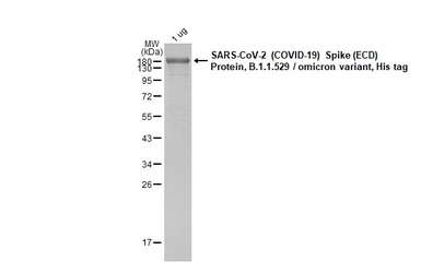 SARS-CoV-2 (COVID-19) Spike (ECD) Protein, Omicron / BA.1 variant, His tag. GTX136780-pro