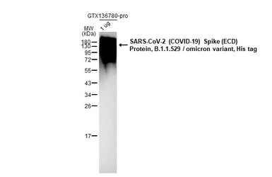 SARS-CoV-2 (COVID-19) Spike (ECD) Protein, Omicron / BA.1 variant, His tag. GTX136780-pro