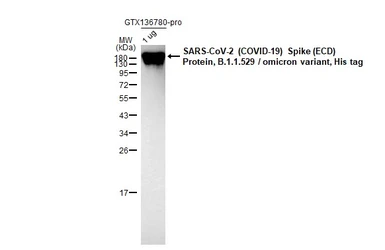 SARS-CoV-2 (COVID-19) Spike (ECD) Protein, Omicron / BA.1 variant, His tag. GTX136780-pro