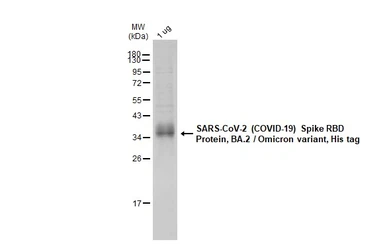 SARS-CoV-2 (COVID-19) Spike RBD Protein, Omicron / BA.2 variant, His tag. GTX136905-pro