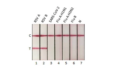 Respiratory Syncytial virus type B Nucleoprotein, DDDDK tag. GTX136931-pro