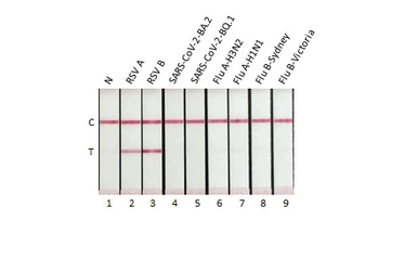Respiratory Syncytial virus type B Nucleoprotein, DDDDK tag. GTX136931-pro