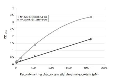 Respiratory Syncytial virus type B Nucleoprotein, DDDDK tag. GTX136931-pro