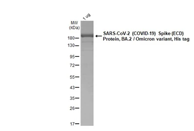 SARS-CoV-2 (COVID-19) Spike (ECD) Protein, Omicron / BA.2 variant, His tag. GTX137037-pro