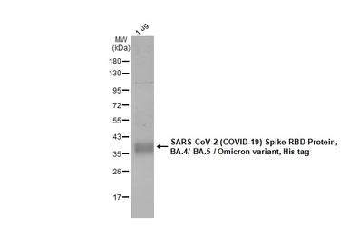 SARS-CoV-2 (COVID-19) Spike RBD Protein, Omicron / BA.4 / BA.5 variant, His tag. GTX137098-pro