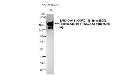 SARS-CoV-2 (COVID-19) Spike (ECD) Protein, Omicron / BA.2.12.1 variant, His tag. GTX137114-pro