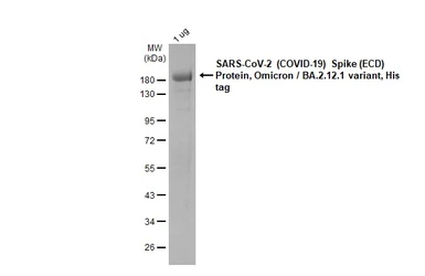 SARS-CoV-2 (COVID-19) Spike (ECD) Protein, Omicron / BA.2.12.1 variant, His tag. GTX137114-pro
