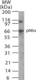 Anti-p66 alpha antibody used in Western Blot (WB). GTX13714