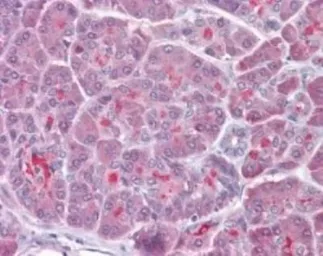 Anti-TRAF3 antibody used in IHC (Paraffin sections) (IHC-P). GTX13721
