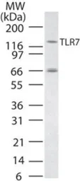 Anti-TLR7 antibody used in Western Blot (WB). GTX13730