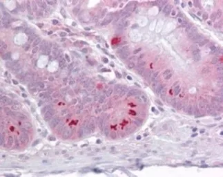 Anti-SETD7 antibody used in IHC (Paraffin sections) (IHC-P). GTX13731