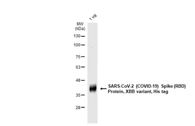 SARS-CoV-2 (COVID-19) Spike RBD Protein, Omicron / XBB variant, His tag. GTX138115-pro