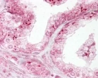 Anti-Diablo antibody used in IHC (Paraffin sections) (IHC-P). GTX13817