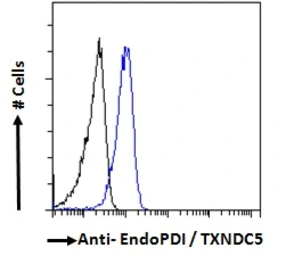Anti-TXNDC5 antibody, C-term used in Flow cytometry (FCM). GTX13820