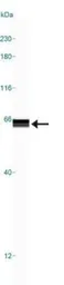 Anti-5-HT3A receptor antibody used in Western Blot (WB). GTX13897
