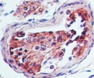 Anti-5-HT3A receptor antibody used in IHC (Paraffin sections) (IHC-P). GTX13897