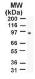 Anti-PMS2 antibody [163C1251] used in Western Blot (WB). GTX13900