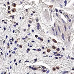 Anti-PGRPS antibody [188C424] used in IHC (Paraffin sections) (IHC-P). GTX13903