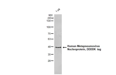 Human Metapneumovirus Nucleoprotein, DDDDK tag. GTX139078-pro