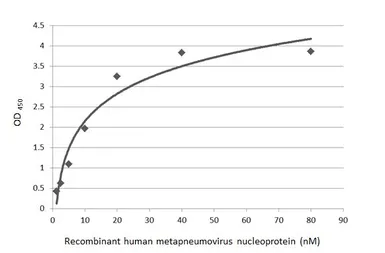 Human Metapneumovirus Nucleoprotein, DDDDK tag. GTX139078-pro