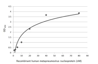 Human Metapneumovirus Nucleoprotein, DDDDK tag. GTX139078-pro
